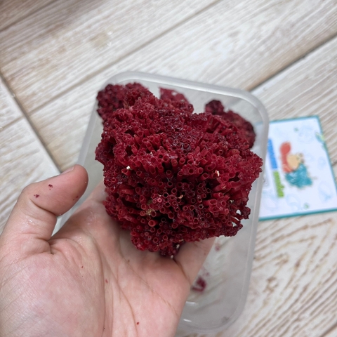 San hô đỏ màu tự nhiên là thức ăn và trang trí cho chuồng nuôi