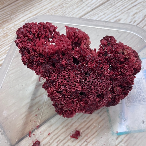 San hô đỏ màu tự nhiên là thức ăn và trang trí cho chuồng nuôi