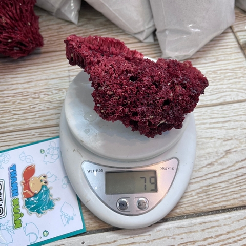 San hô đỏ màu tự nhiên là thức ăn và trang trí cho chuồng nuôi