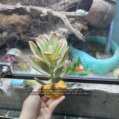 Cây giả trang trí chuồng bò sát chất liệu cao su dẻo