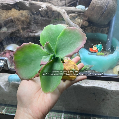 Cây giả trang trí QM48