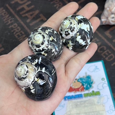 Vỏ ốc da rắn họa tiết ngẫu nhiên cỡ S VÀ XL