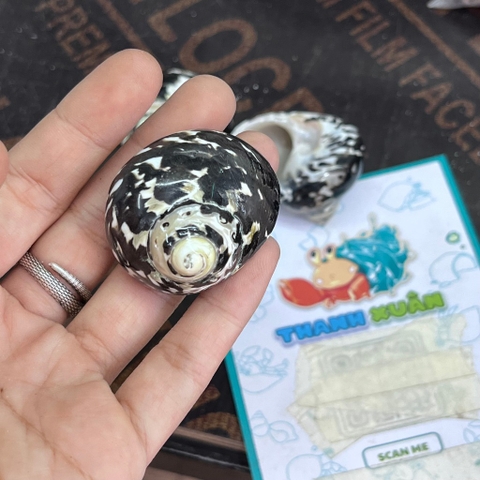 Vỏ ốc da rắn họa tiết ngẫu nhiên cỡ S VÀ XL