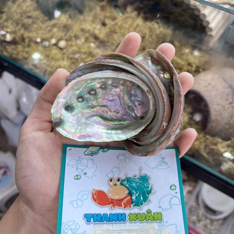 Bát ăn vỏ bào ngư xà cừ lấp lánh cỡ nhỏ 6-7cm