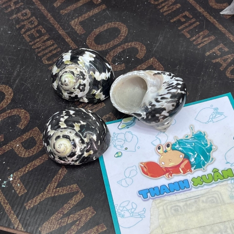 Vỏ ốc da rắn họa tiết ngẫu nhiên cỡ S VÀ XL