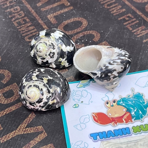 Vỏ ốc da rắn họa tiết ngẫu nhiên cỡ S VÀ XL