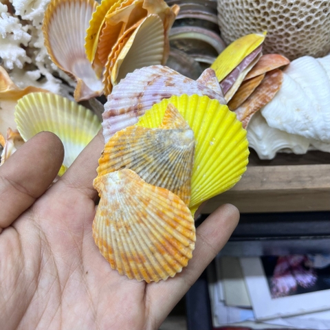 Vỏ sò điệp trang trí