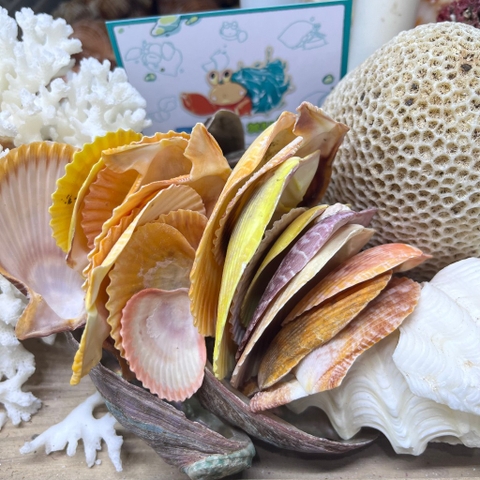 Vỏ sò điệp trang trí