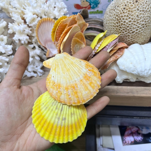 Vỏ sò điệp trang trí kích thước 2-6cm màu sắc ngẫu nhiên