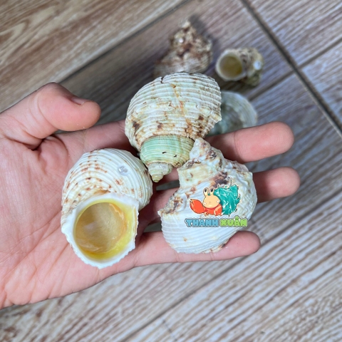 Vỏ ốc mặt trăng vàng size XS,S, M cực đẹp họa tiết ngẫu nhiên