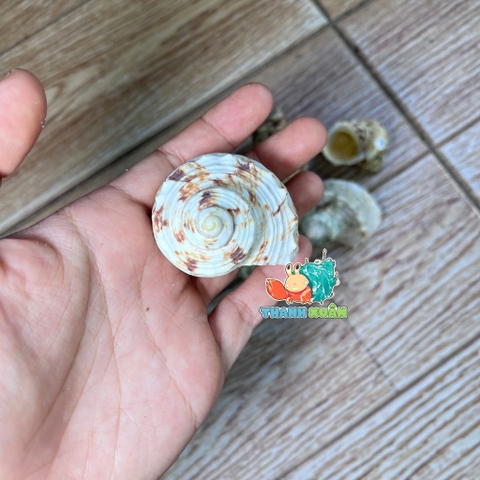 Vỏ ốc mặt trăng vàng size XS,S, M cực đẹp họa tiết ngẫu nhiên