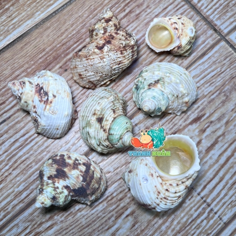 Vỏ ốc mặt trăng vàng size XS,S, M cực đẹp họa tiết ngẫu nhiên