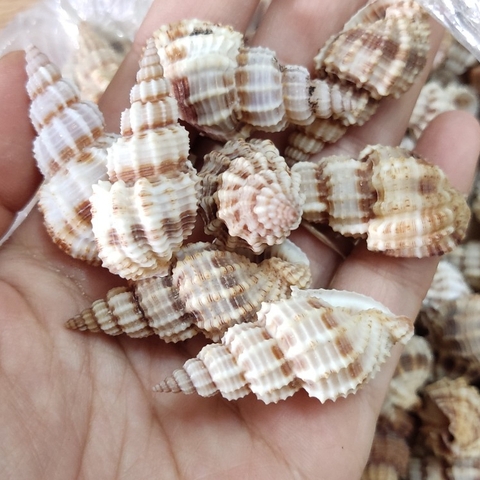 Vỏ ốc xoắn baby cực đẹp nhiều kích cỡ họa tiết ngẫu nhiên