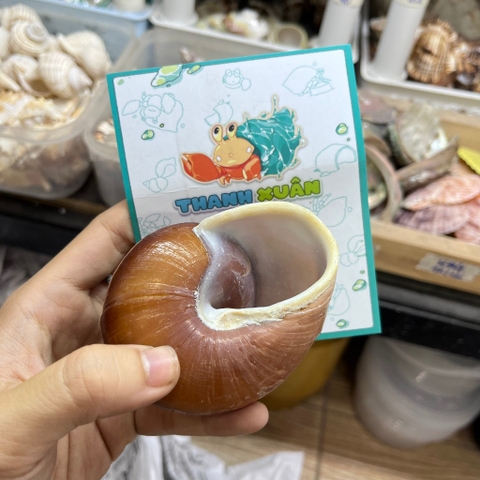 Vỏ ốc bánh mì cỡ L XL màu ngẫu nhiên