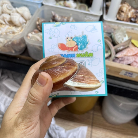 Vỏ ốc bánh mì cỡ L XL màu ngẫu nhiên