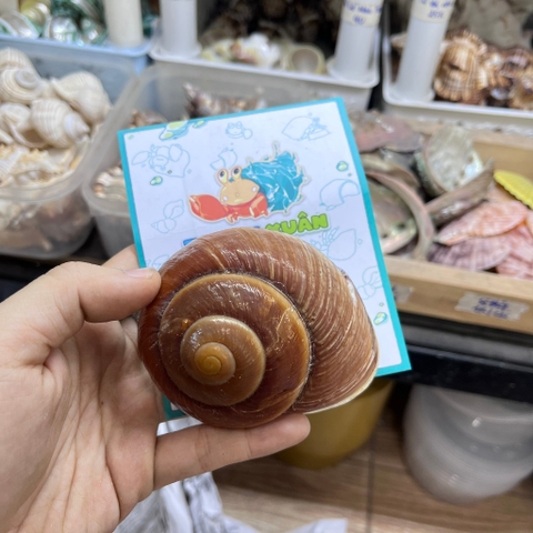 Vỏ ốc bánh mì cỡ L XL màu ngẫu nhiên