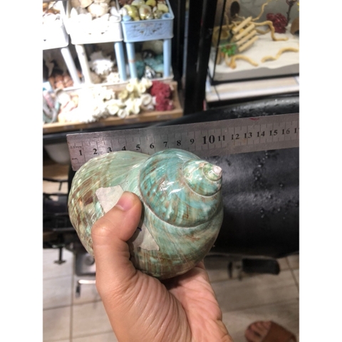 Vỏ ốc xà cừ xanh baby họa tiết ngẫu nhiên cỡ L XL 3XL