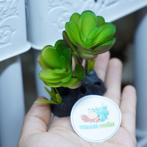 Cây giả trang trí chuồng nuôi bò sát và ốc mượn hồn