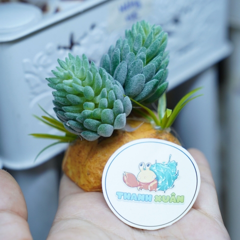 Cây giả trang trí chuồng nuôi bò sát và ốc mượn hồn