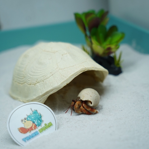 Hang trú ẩn hình mai rùa nhựa đúc màu vàng nhạt cho ốc mượn hồn