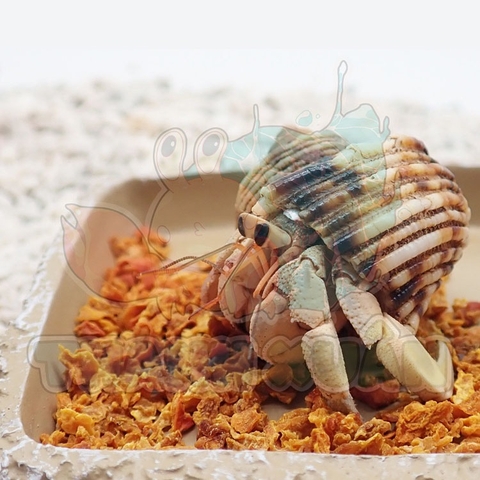 Thức ăn sấy khô gồm : cá hồi, tôm, khoai lang, cà rốt gói nhỏ 3g