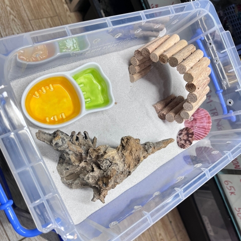 Bát 2 ngăn hình cà rốt đựng nước uống cho ốc mượn hồn