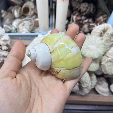 Vỏ ốc xà cừ vàng cỡ M L cho ốc mượn hồn