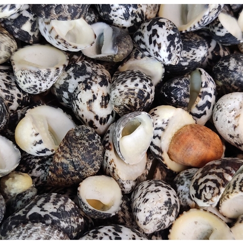 Vỏ ốc móng ngựa size baby-siêu baby họa tiết ngẫu nhiên