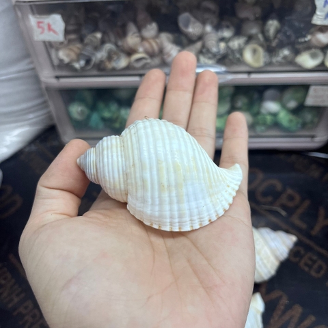 Vỏ ốc nhung trắng cỡ M L dành cho ốc mượn hồn