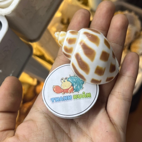 Vỏ ốc hương cỡ baby họa tiết ngẫu nhiên