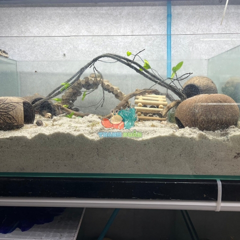 Dây leo trèo cho ốc mượn hồn- Dây leo trang trí chuồng bò sát 90CM