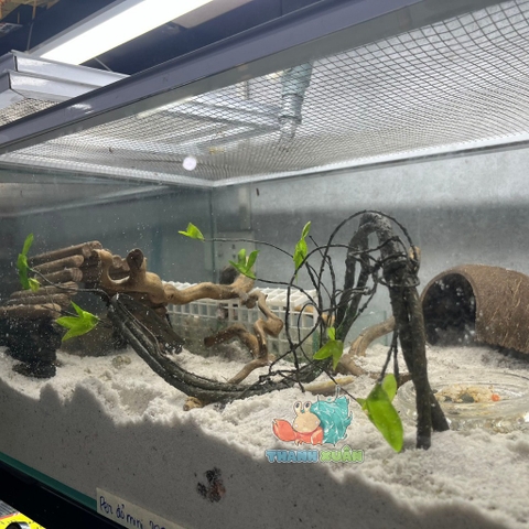 Dây leo trèo cho ốc mượn hồn- Dây leo trang trí chuồng bò sát 90CM