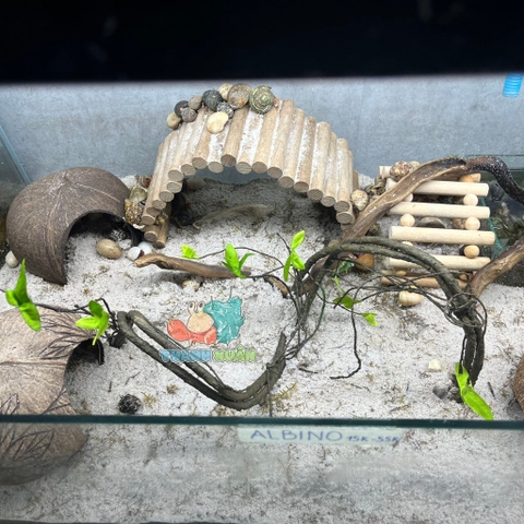 Dây leo trèo cho ốc mượn hồn- Dây leo trang trí chuồng bò sát 90CM