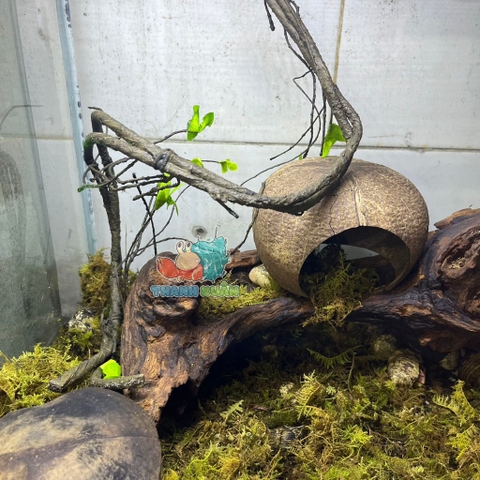 Dây leo trèo cho ốc mượn hồn- Dây leo trang trí chuồng bò sát 90CM