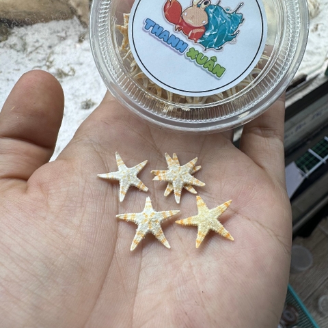 Sao biển khô thức ăn bổ sung canxi cho ốc mượn hồn