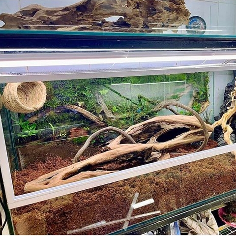 Mụn Xơ Dừa Khô lót nền cho Ốc Mượn Hồn