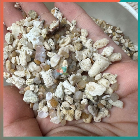 1kg cát san hô trải nền cho hồ ốc mượn hồn và hồ cá