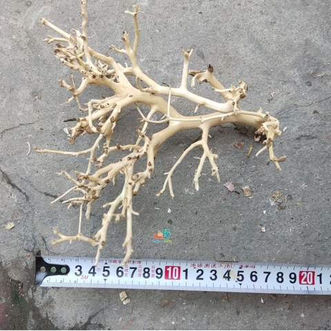 LŨA XƯƠNG CHÙM nhánh ngẫu nhiên trang trí bể nuôi Ốc Mượn Hồn và trang trí bể thủy sinh