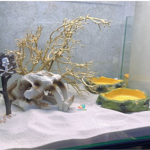 LŨA XƯƠNG CHÙM nhánh ngẫu nhiên trang trí bể nuôi Ốc Mượn Hồn và trang trí bể thủy sinh