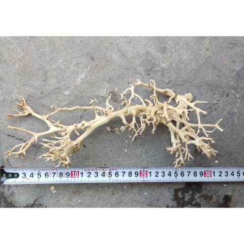 LŨA XƯƠNG CHÙM nhánh ngẫu nhiên trang trí bể nuôi Ốc Mượn Hồn và trang trí bể thủy sinh