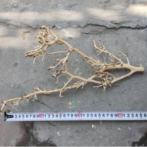 LŨA XƯƠNG CHÙM nhánh ngẫu nhiên trang trí bể nuôi Ốc Mượn Hồn và trang trí bể thủy sinh
