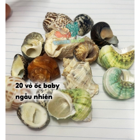 20 vỏ ốc baby màu và loại giao ngẫu nhiên