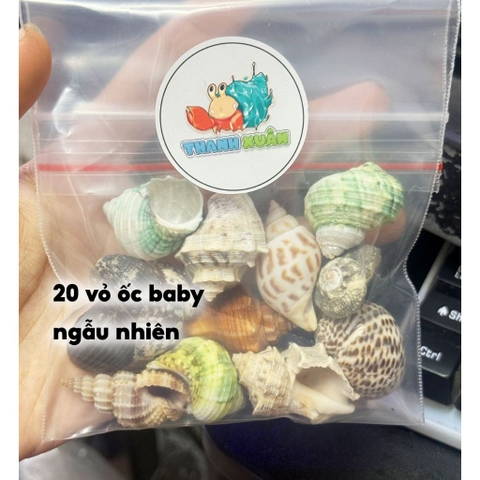 20 vỏ ốc baby màu và loại giao ngẫu nhiên
