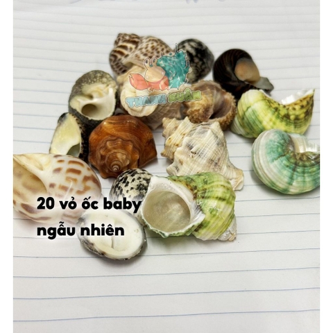 20 vỏ ốc baby màu và loại giao ngẫu nhiên