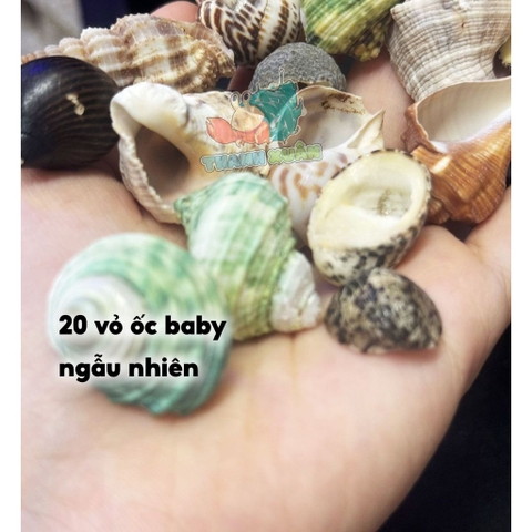 20 vỏ ốc baby màu và loại giao ngẫu nhiên