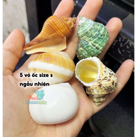 5 vỏ ốc cỡ s màu và loại giao ngẫu nhiên