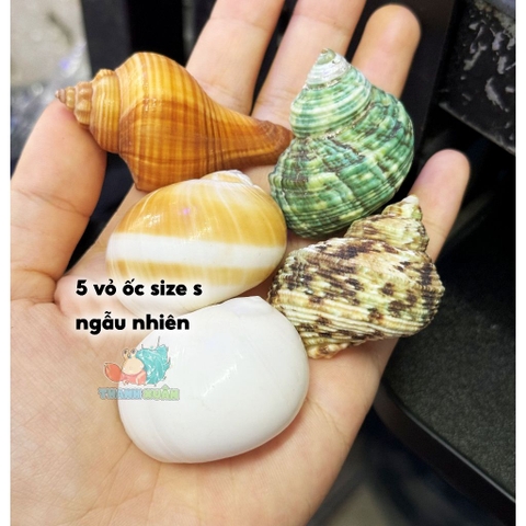 5 vỏ ốc cỡ s màu và loại giao ngẫu nhiên