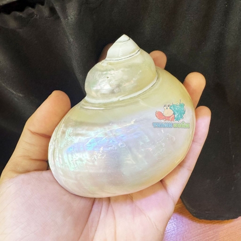 Vỏ ốc xà cừ mài trắng cỡ 3xl