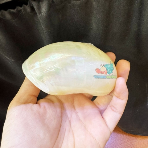 Vỏ ốc xà cừ mài trắng cỡ 3xl