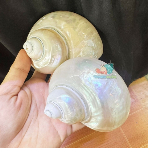 Vỏ ốc xà cừ mài trắng cỡ 3xl